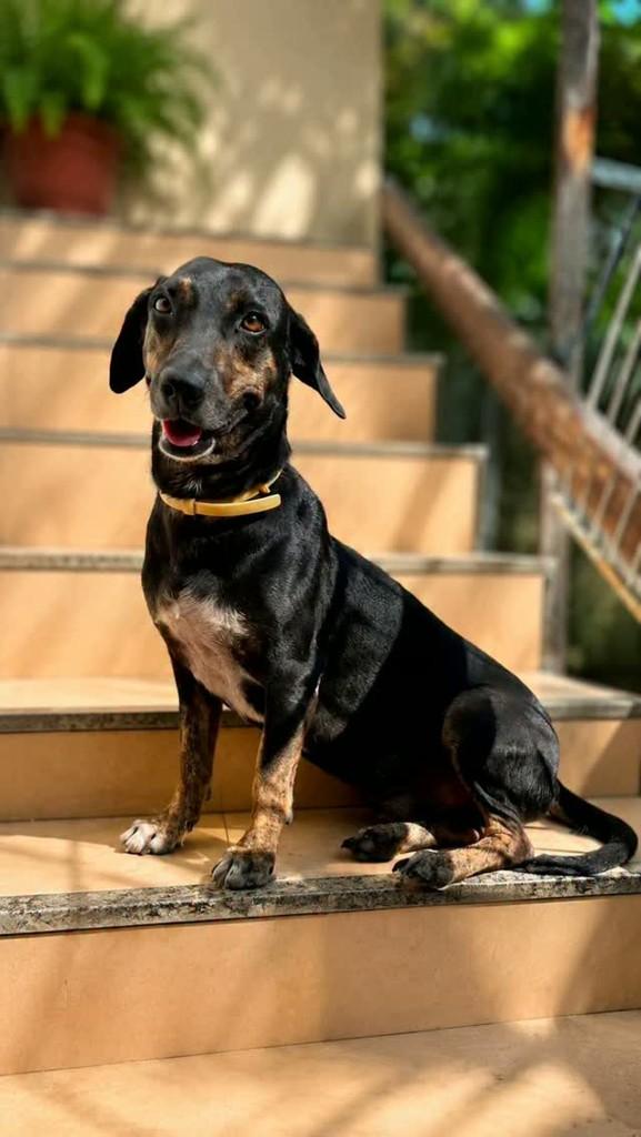 Stive, cachorro de porte médio para adoção em Fortaleza - CE