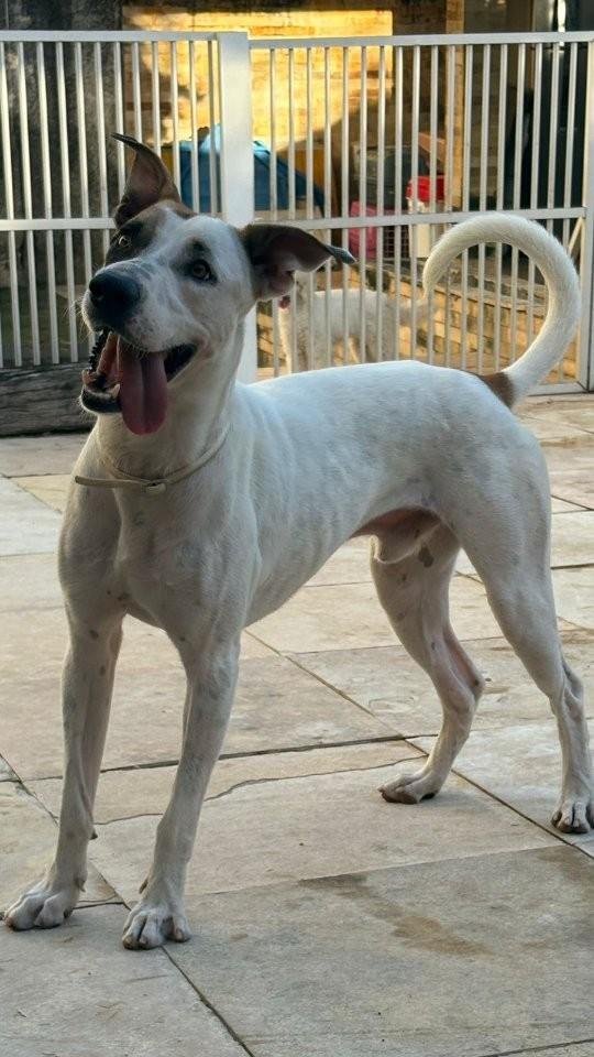 Beethoven, cachorro de porte médio para adoção em Fortaleza - CE