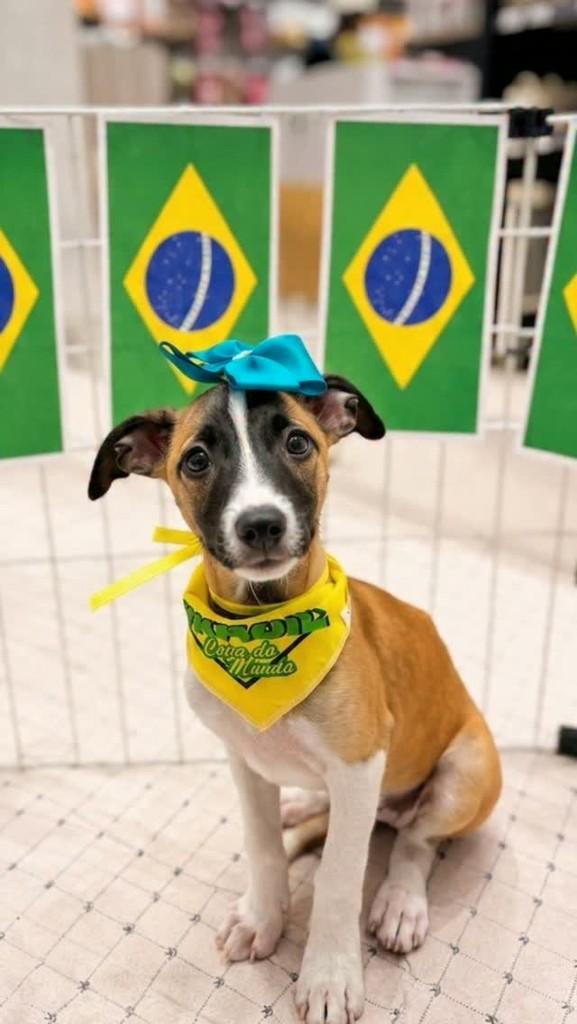 Escócia, cachorro de porte pequeno para adoção em Fortaleza - CE