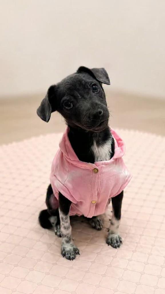 Nicole, cachorro de porte pequeno para adoção em Fortaleza - CE