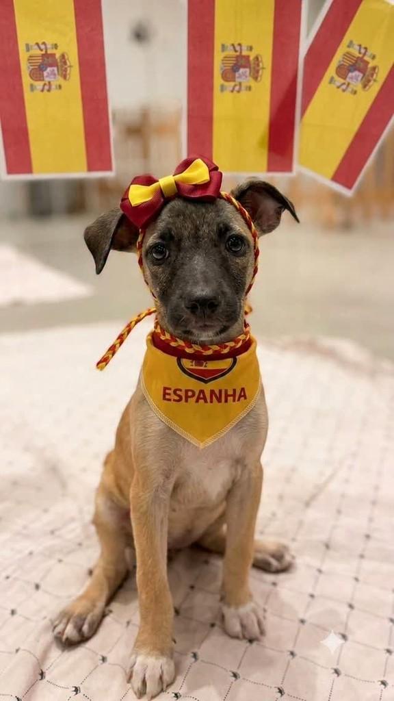 Espanha, cachorro de porte pequeno para adoção em Fortaleza - CE