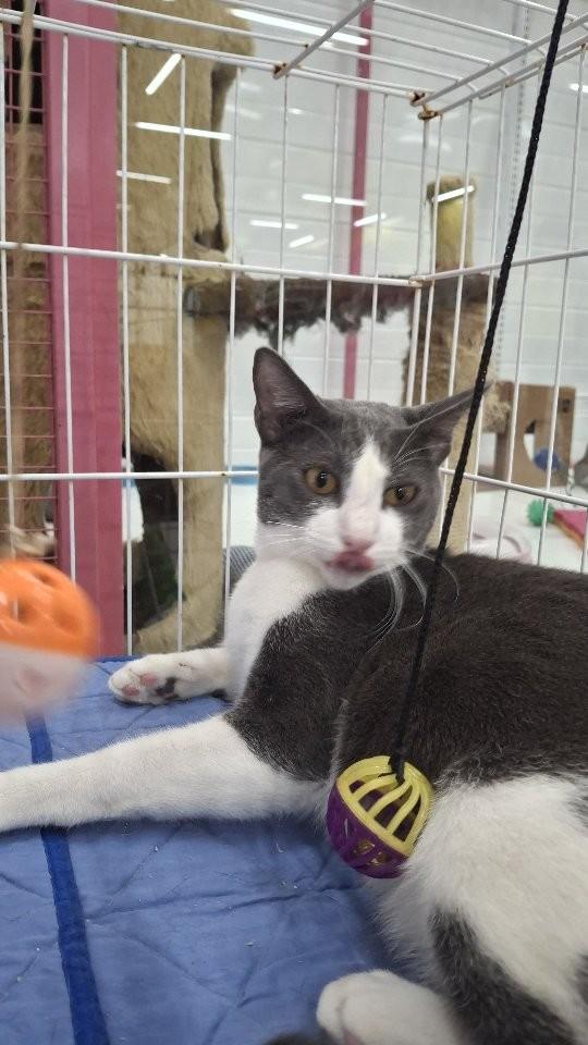 Oscar, gato de porte médio para adoção em Fortaleza - CE
