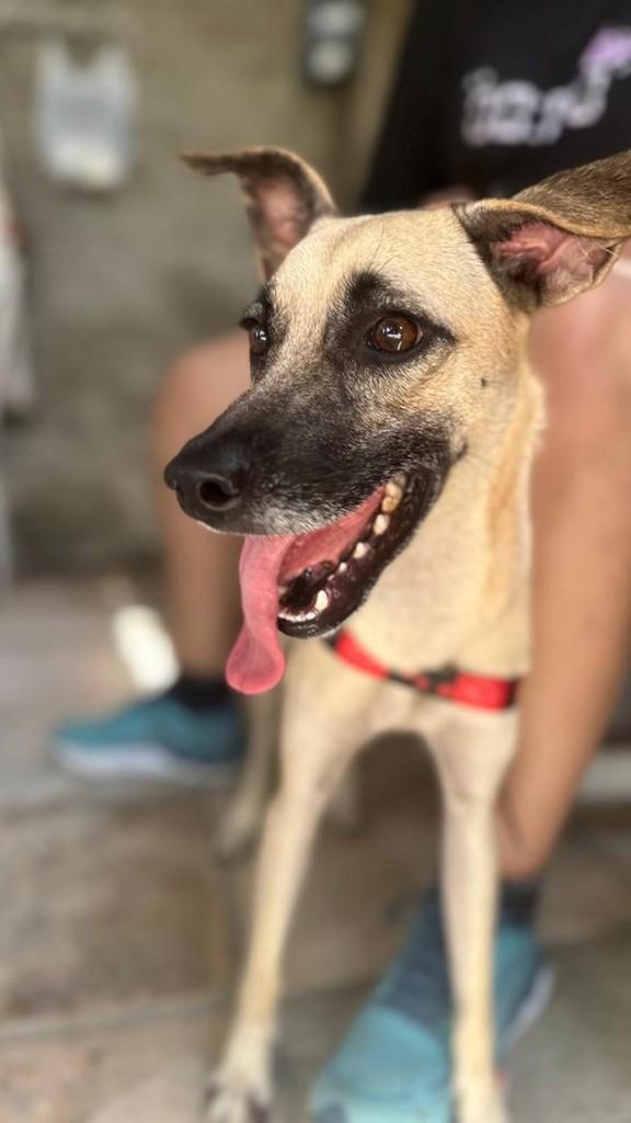 Eric, cachorro de porte médio para adoção em Fortaleza - CE