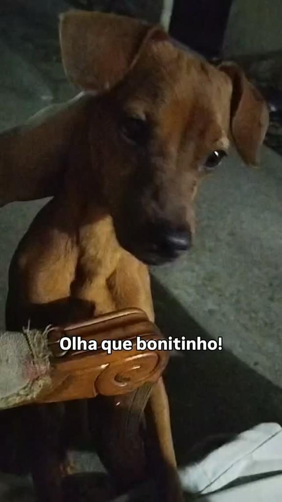 Gigante, cachorro de porte pequeno para adoção em Eusébio - CE