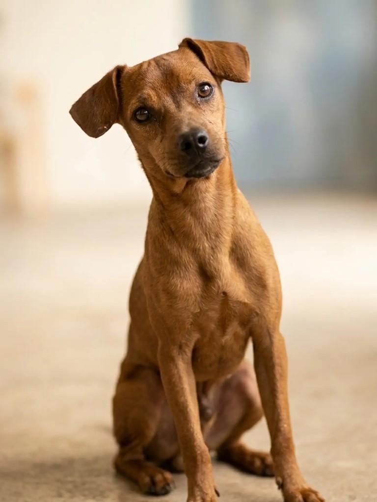 Caramelo, cachorro de porte pequeno para adoção em Eusébio - CE