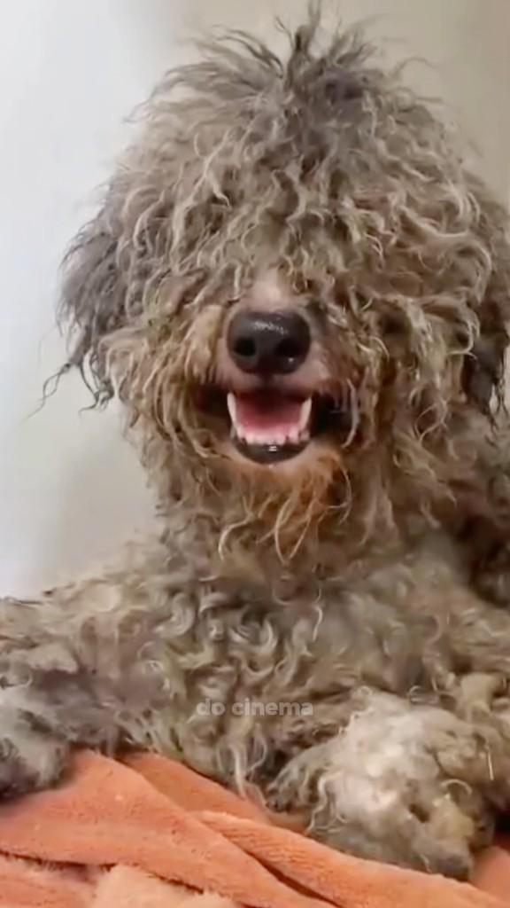Juju, cachorro de porte pequeno para adoção em Fortaleza - CE