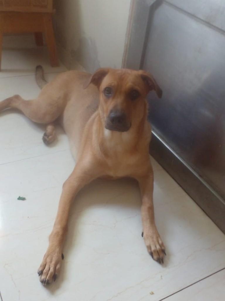Paçoca, cachorro de porte médio para adoção em Fortaleza - CE