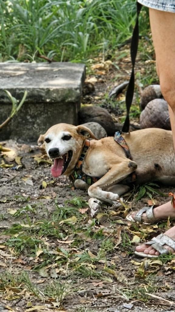 Pitter, cachorro de porte médio para adoção em Eusébio - CE