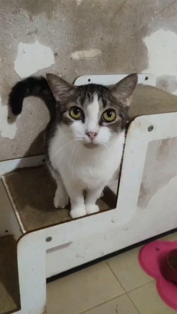 Manu, gata de porte pequeno para adoção em Fortaleza - CE