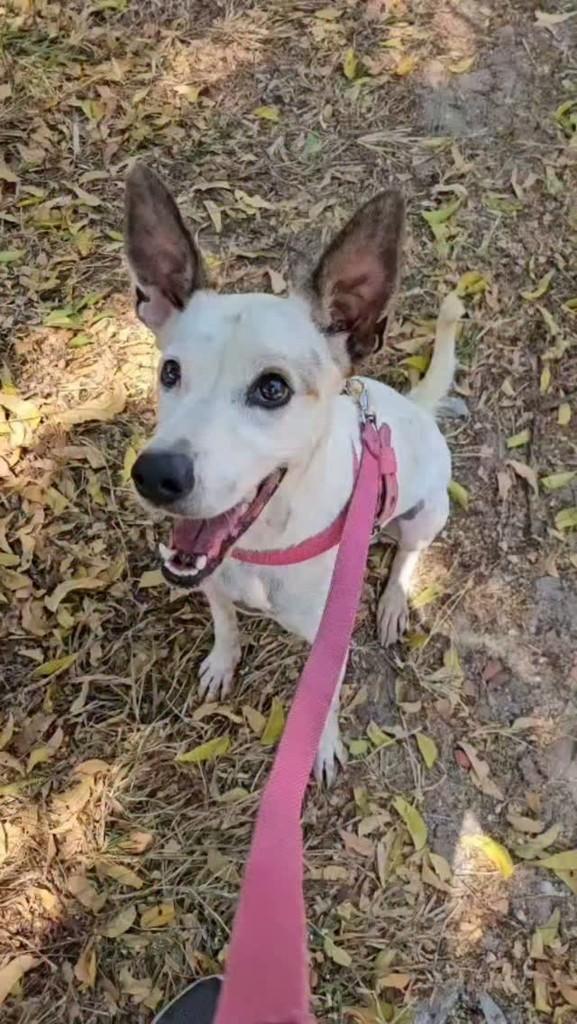 Pérola, cadela de porte pequeno para adoção em Fortaleza - CE