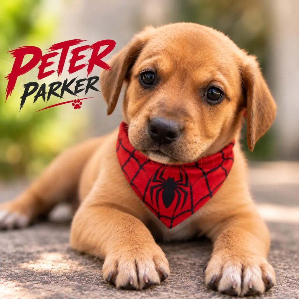 Peter Parker, cachorro de porte pequeno para adoção em Fortaleza - CE