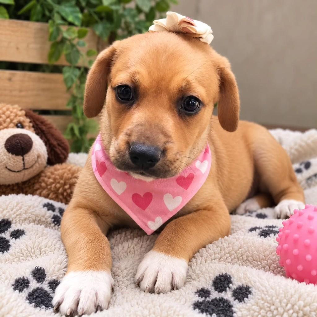 Mj, cachorro de porte pequeno para adoção em Fortaleza - CE — foto 3 de 5