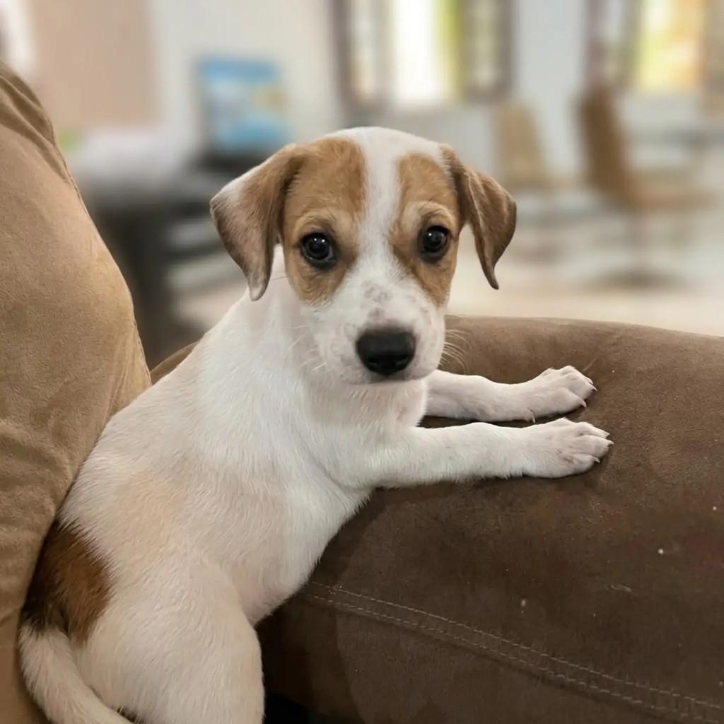 Maya, cachorro de porte pequeno para adoção em Fortaleza - CE — foto 2 de 4