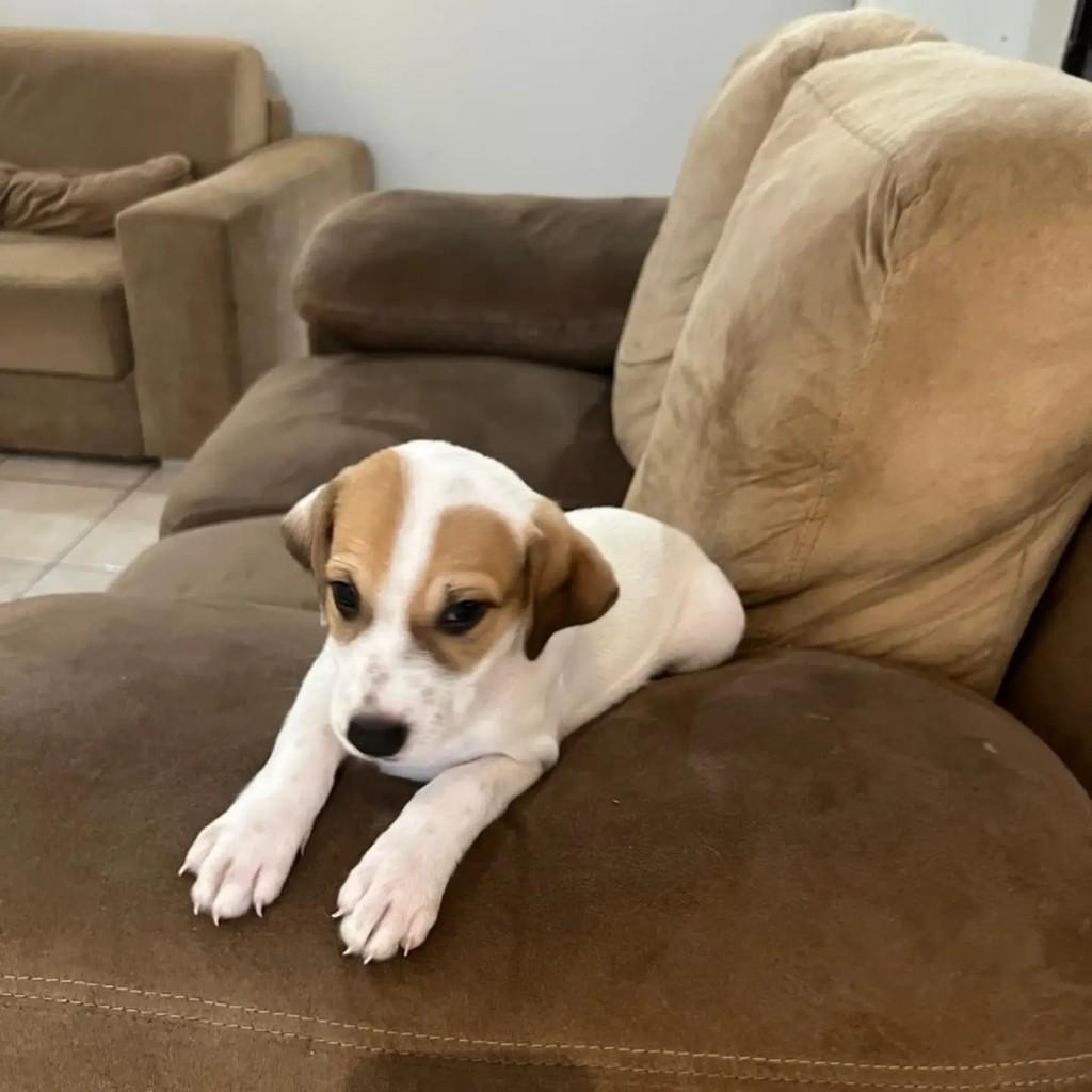 Maya, cachorro de porte pequeno para adoção em Fortaleza - CE — foto 3 de 4