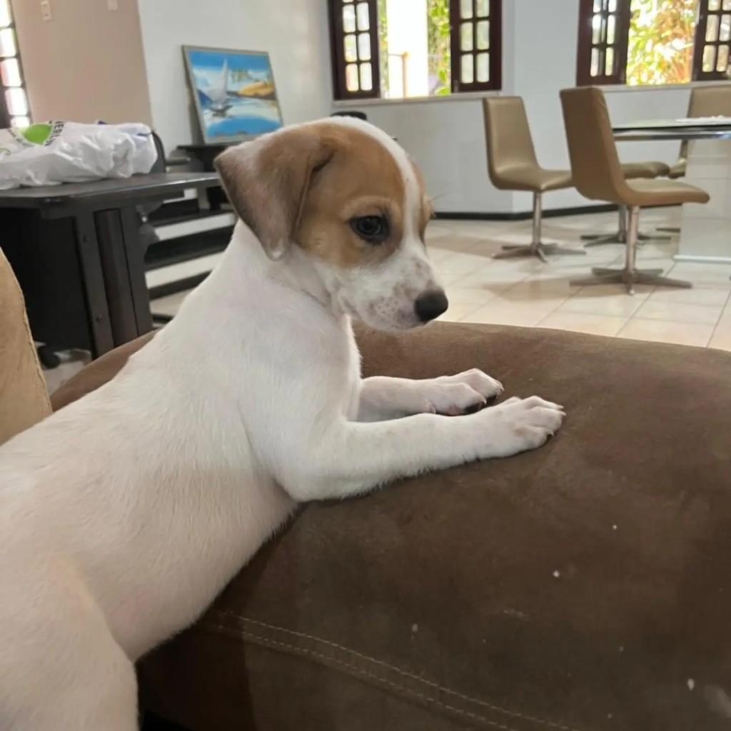 Maya, cachorro de porte pequeno para adoção em Fortaleza - CE — foto 4 de 4