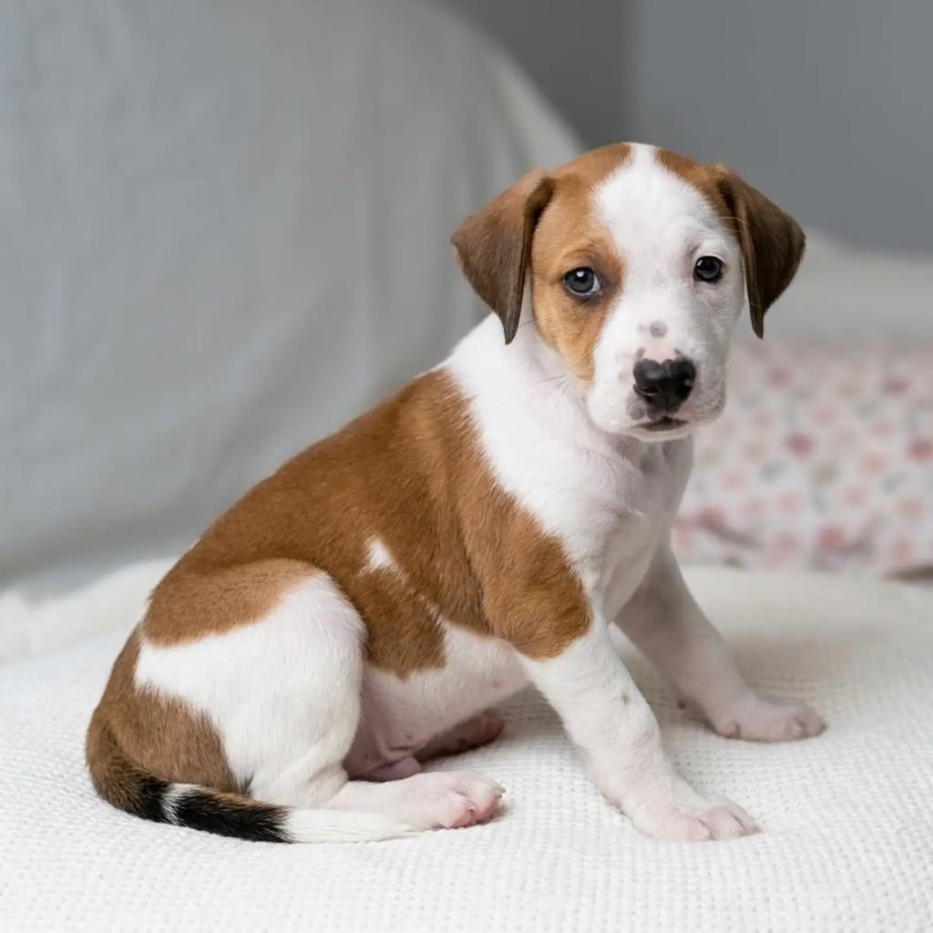 Tito, cachorro de porte pequeno para adoção em Fortaleza - CE