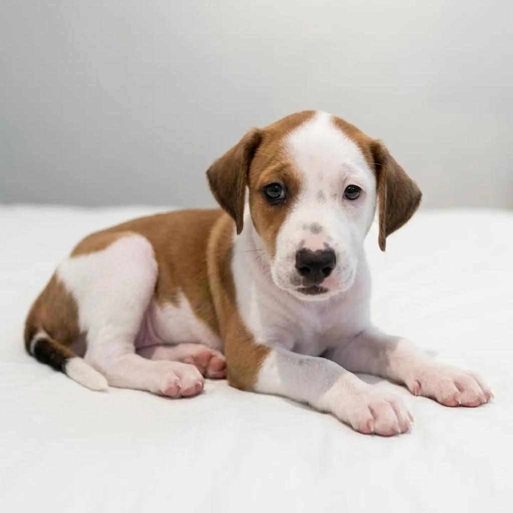 Tito, cachorro de porte pequeno para adoção em Fortaleza - CE — foto 2 de 3