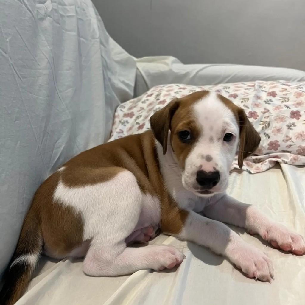 Tito, cachorro de porte pequeno para adoção em Fortaleza - CE — foto 3 de 3