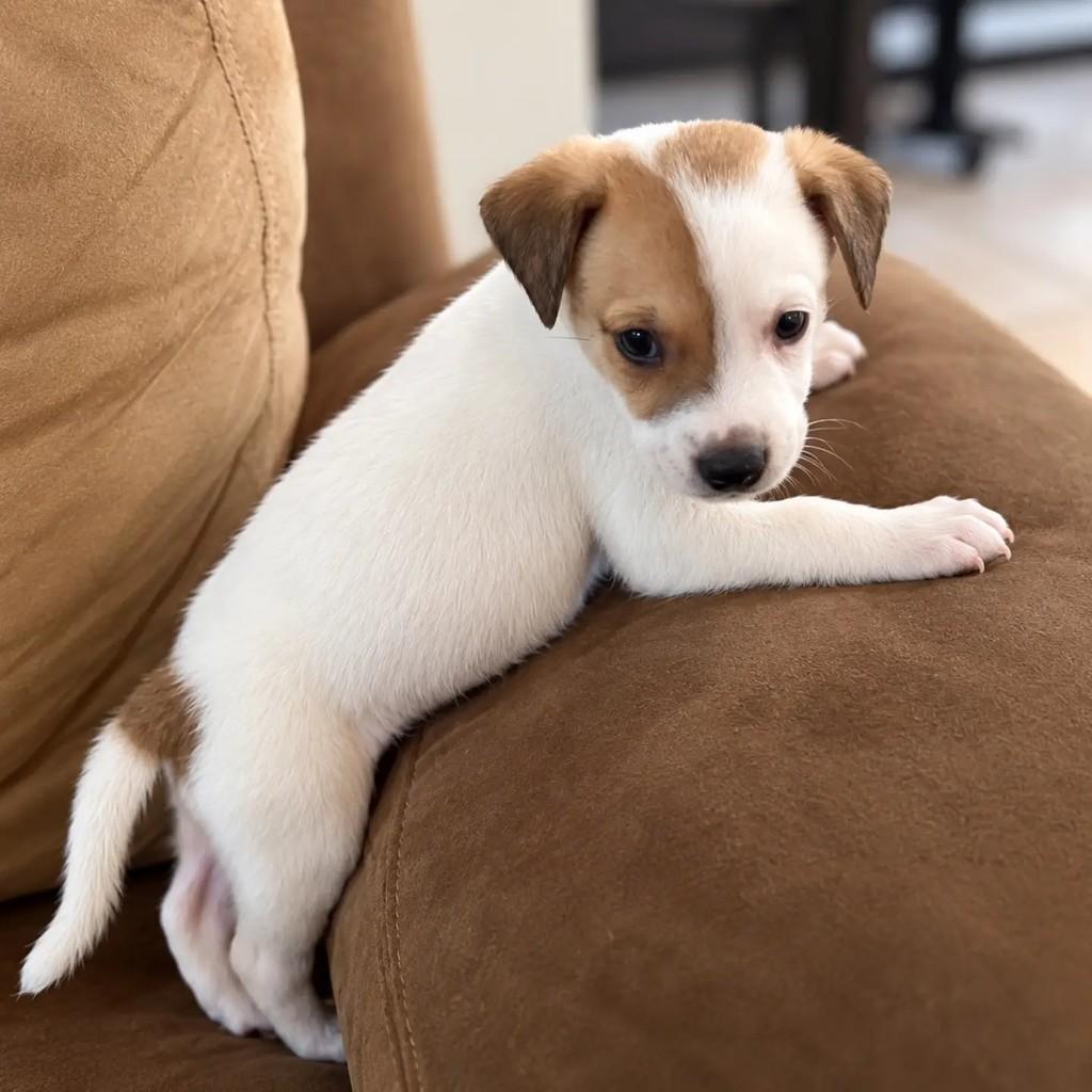 Zeca, cachorro de porte pequeno para adoção em Fortaleza - CE — foto 2 de 12