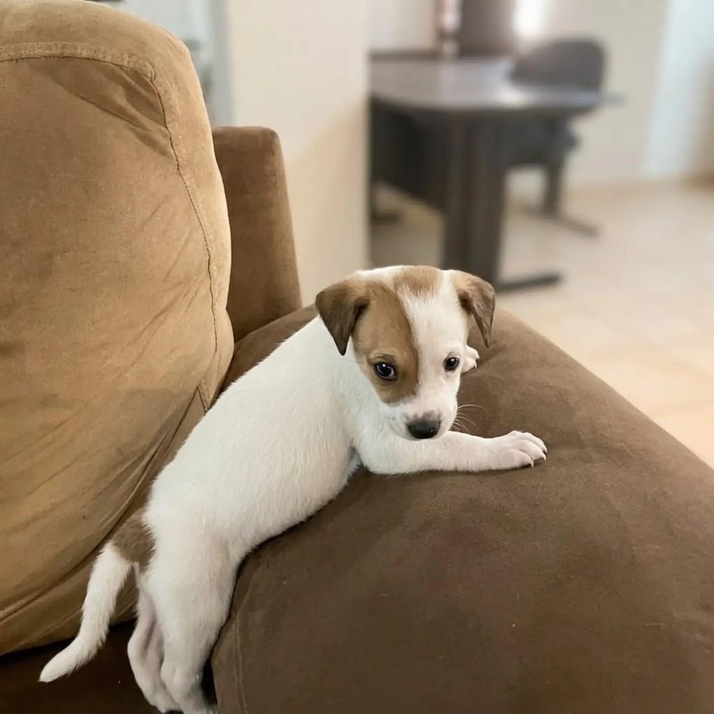 Zeca, cachorro de porte pequeno para adoção em Fortaleza - CE — foto 3 de 12