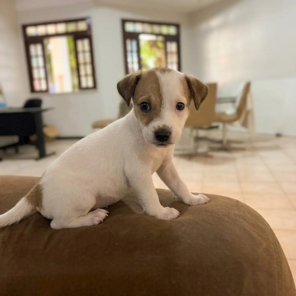 Zeca, cachorro de porte pequeno para adoção em Fortaleza - CE — foto 5 de 12