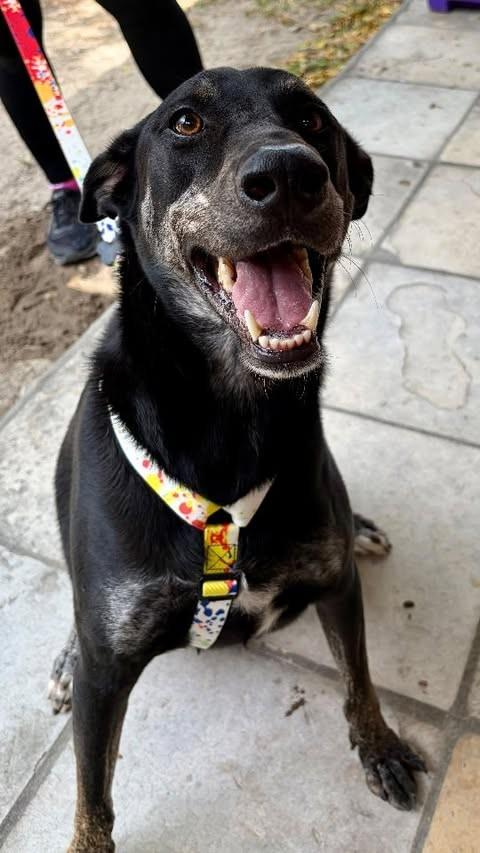 Hugo, cachorro de porte grande para adoção em Eusébio - CE