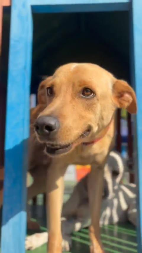 Niko, cachorro de porte médio para adoção em Fortaleza - CE