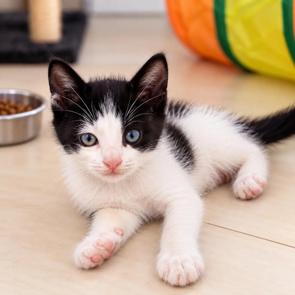 Nino, gato de porte pequeno para adoção em Fortaleza - CE — foto 3 de 4