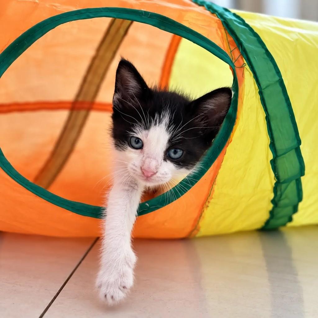 Nino, gato de porte pequeno para adoção em Fortaleza - CE — foto 4 de 4