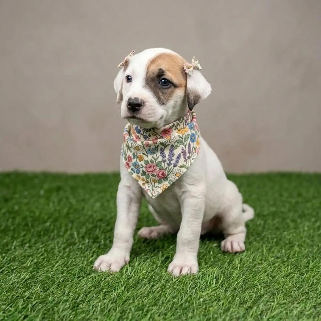 Brownie, cadela de porte pequeno para adoção em Fortaleza - CE — foto 2 de 9