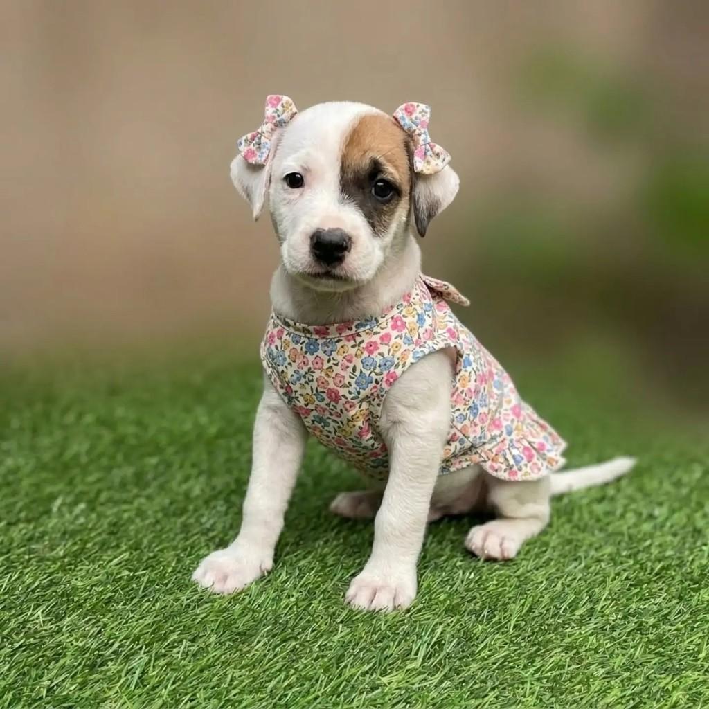 Brownie, cadela de porte pequeno para adoção em Fortaleza - CE — foto 3 de 9
