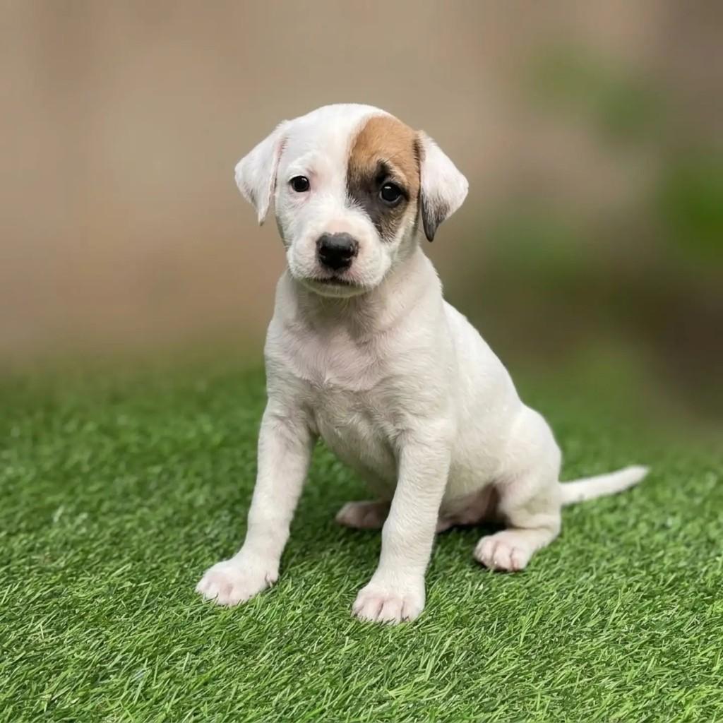 Brownie, cadela de porte pequeno para adoção em Fortaleza - CE — foto 4 de 9