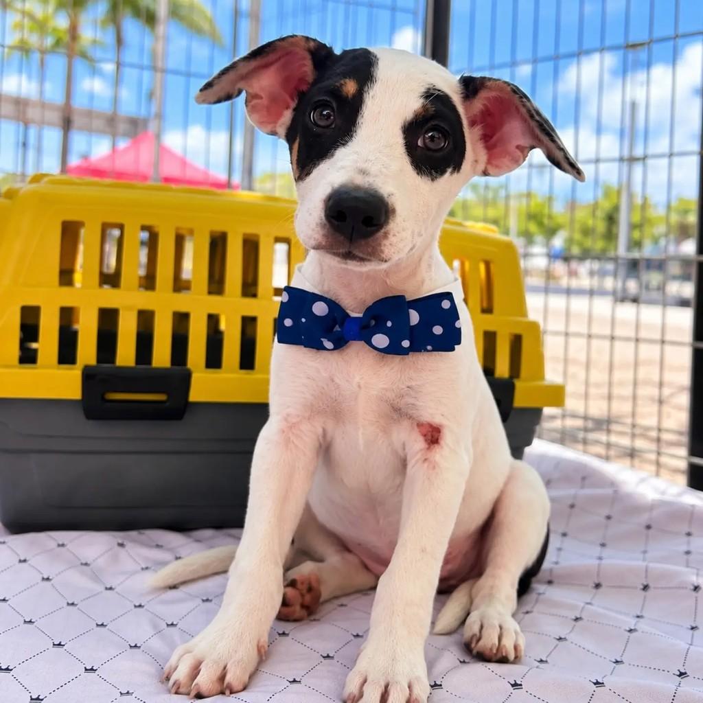 Zuko, cachorro de porte pequeno para adoção em Fortaleza - CE
