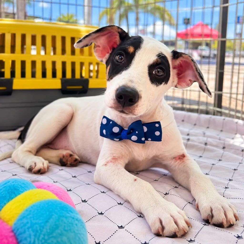 Zuko, cachorro de porte pequeno para adoção em Fortaleza - CE — foto 2 de 5