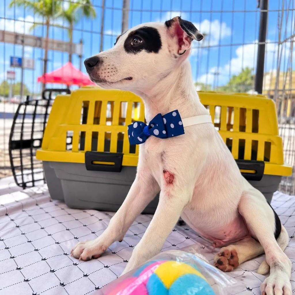 Zuko, cachorro de porte pequeno para adoção em Fortaleza - CE — foto 3 de 5