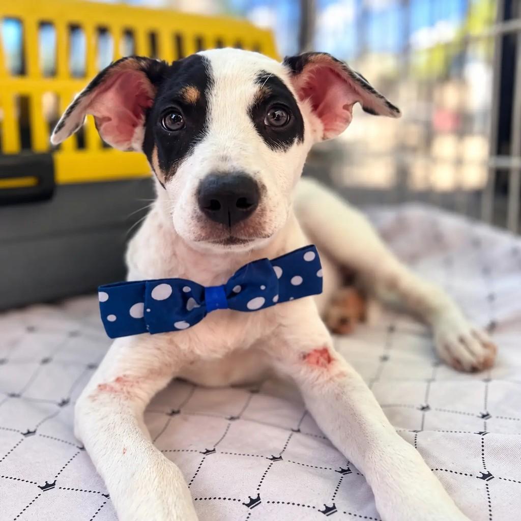 Zuko, cachorro de porte pequeno para adoção em Fortaleza - CE — foto 4 de 5