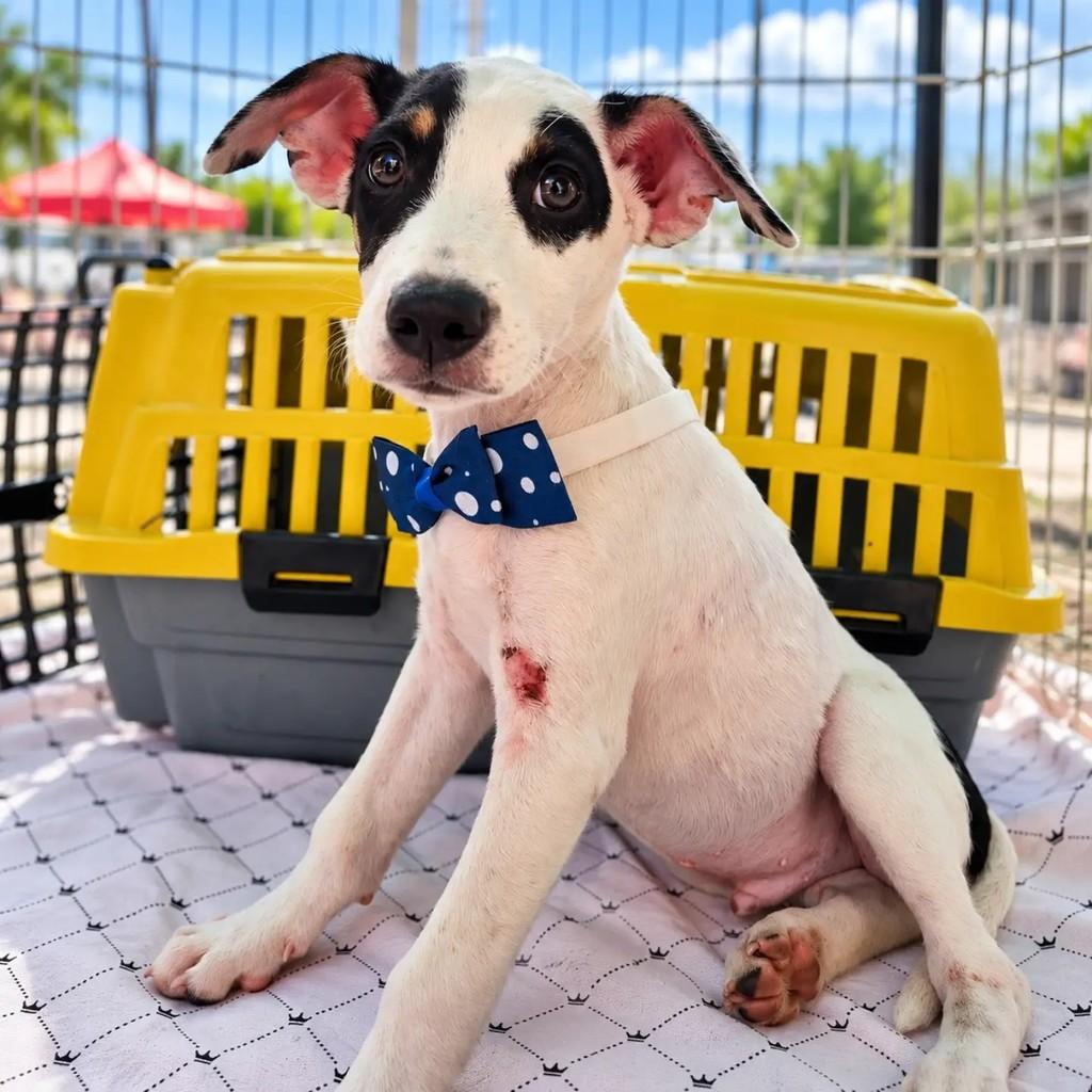 Zuko, cachorro de porte pequeno para adoção em Fortaleza - CE — foto 5 de 5