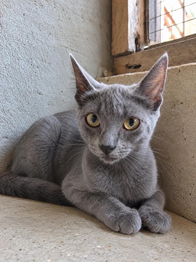 Grey, gata de porte pequeno para adoção em Fortaleza - CE