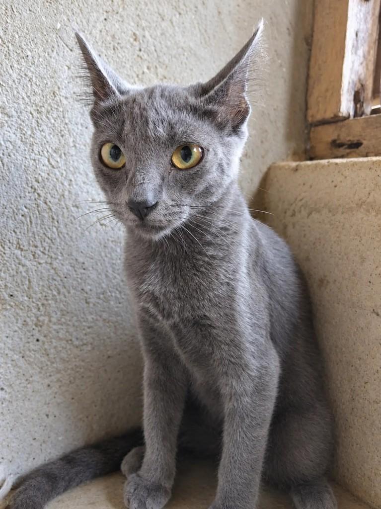 Grey, gata de porte pequeno para adoção em Fortaleza - CE — foto 2 de 5