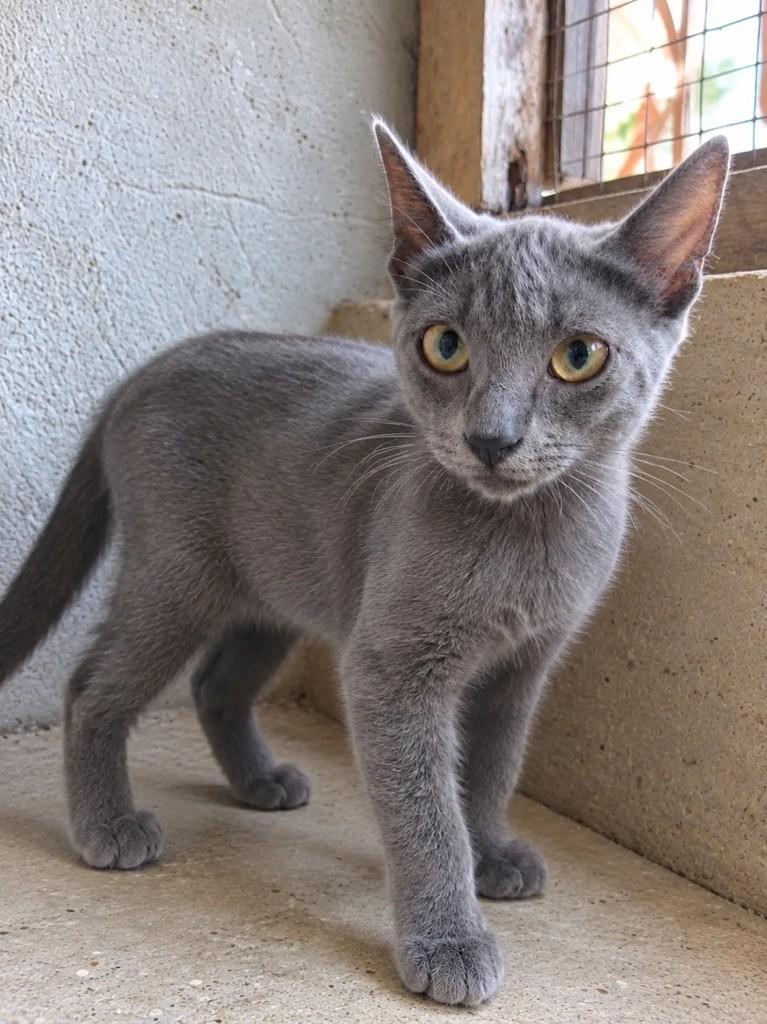 Grey, gata de porte pequeno para adoção em Fortaleza - CE — foto 3 de 5