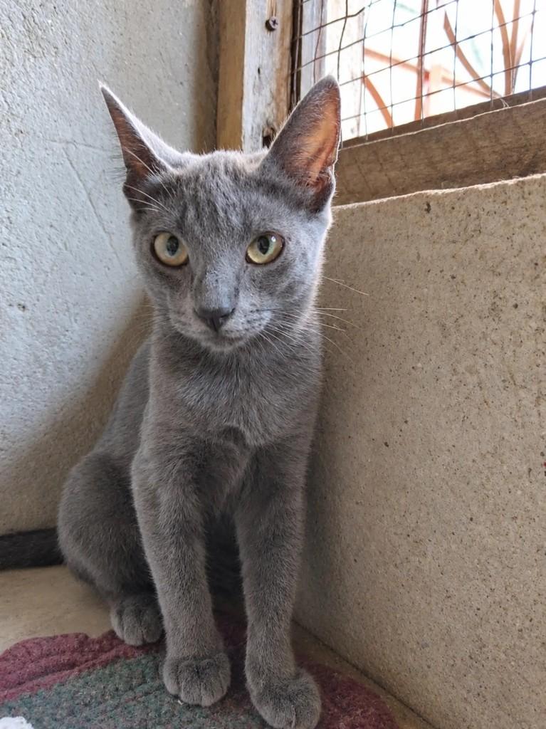 Grey, gata de porte pequeno para adoção em Fortaleza - CE — foto 4 de 5