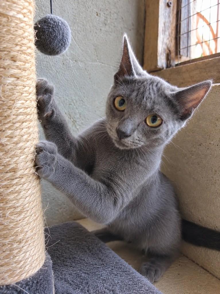 Grey, gata de porte pequeno para adoção em Fortaleza - CE — foto 5 de 5