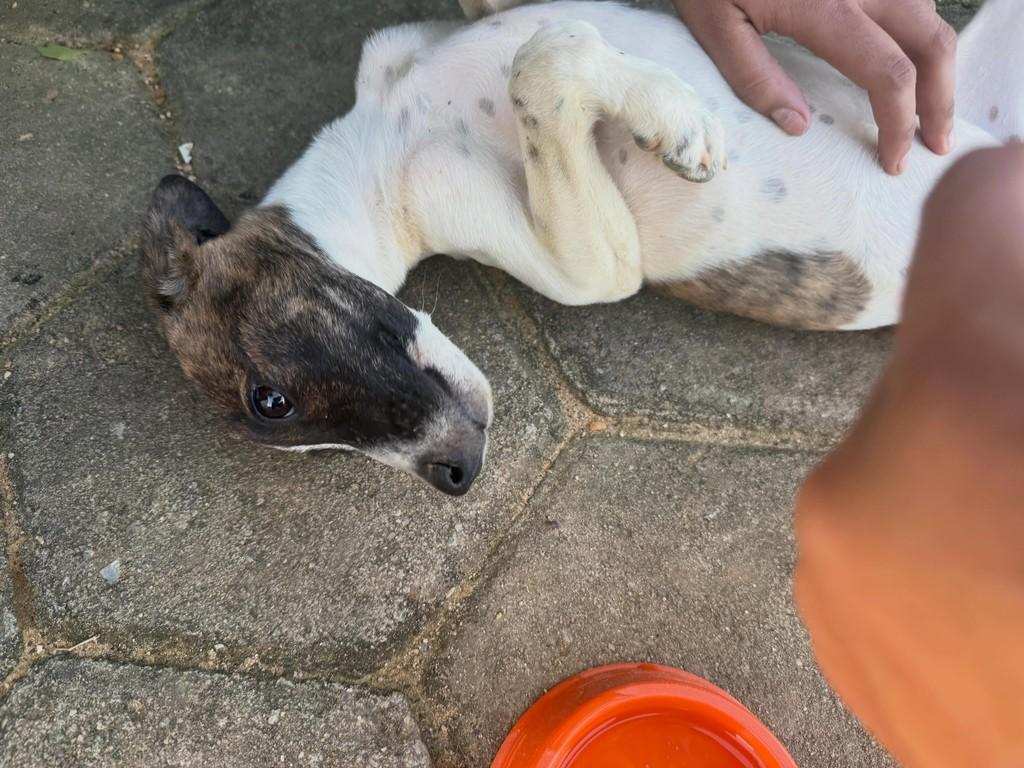 Cachorrinha, cadela de porte pequeno para adoção em Rio Bananal - ES