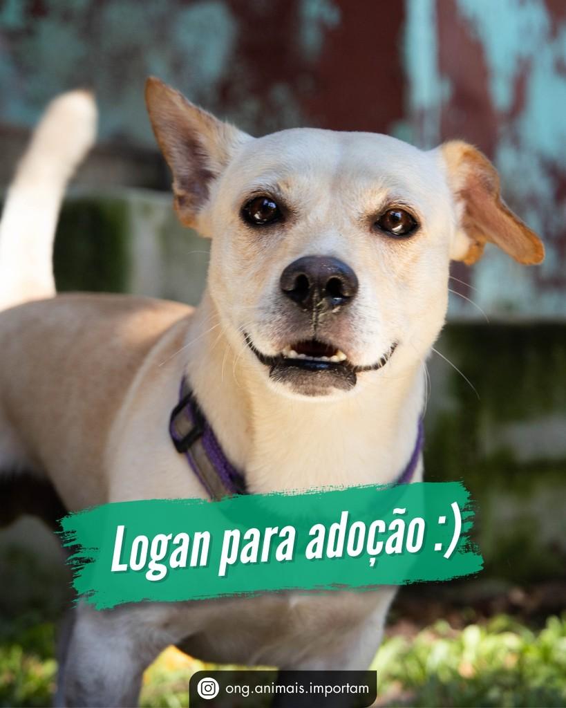 Logan, cachorro de porte pequeno para adoção em São Paulo - SP