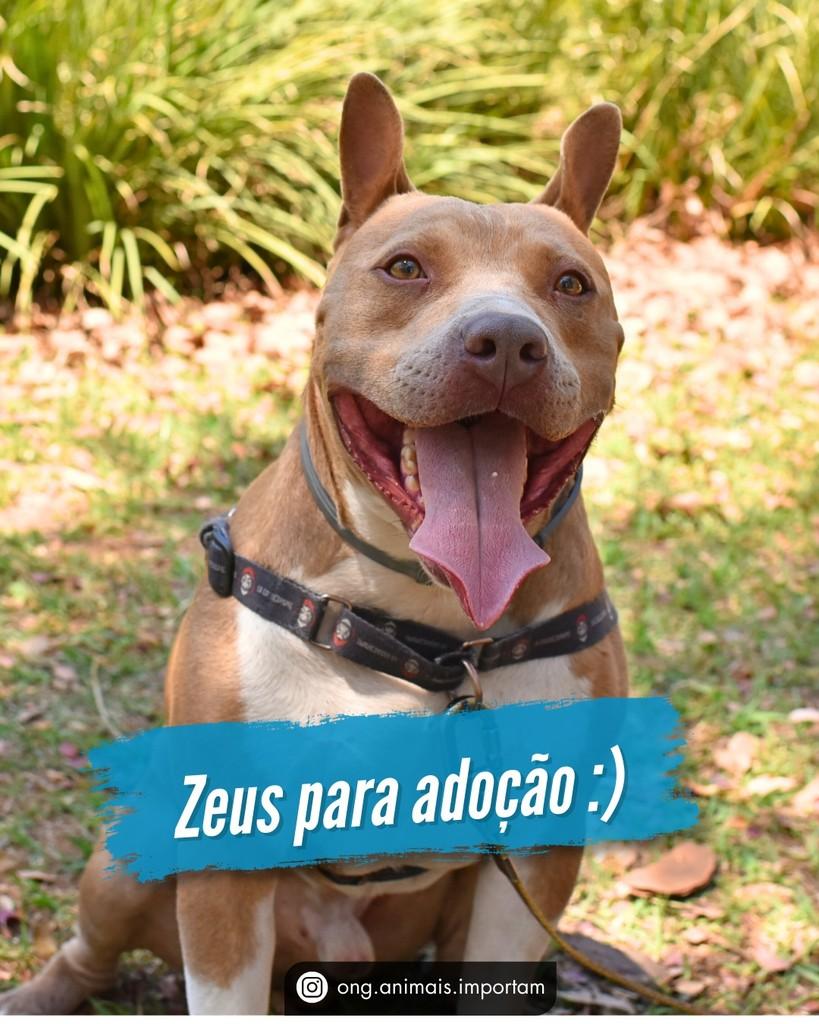 Zeus, cachorro de porte médio para adoção em São Paulo - SP