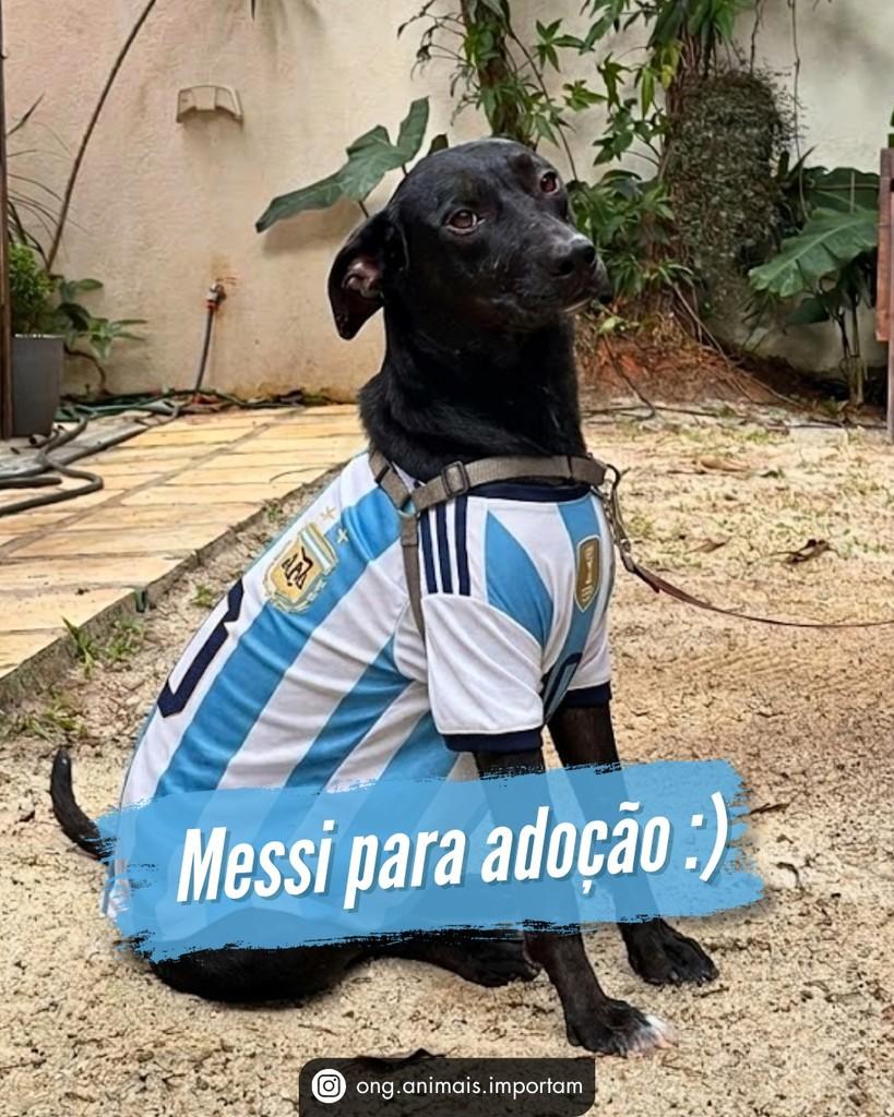 Messi, cachorro de porte médio para adoção em São Paulo - SP