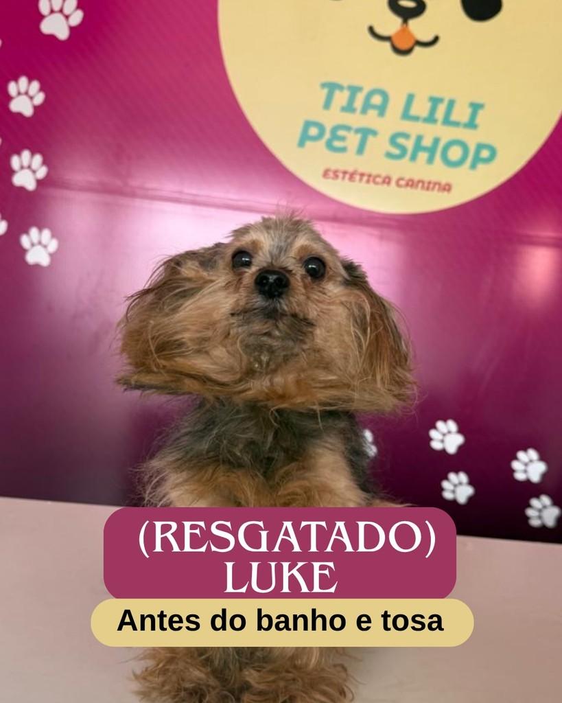 Luke, cachorro de porte pequeno para adoção em Ipatinga - MG