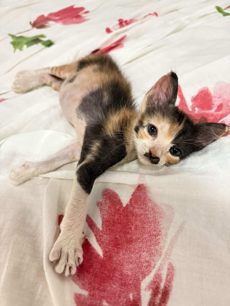 Lindinha, gata de porte pequeno para adoção em Palhoça - SC