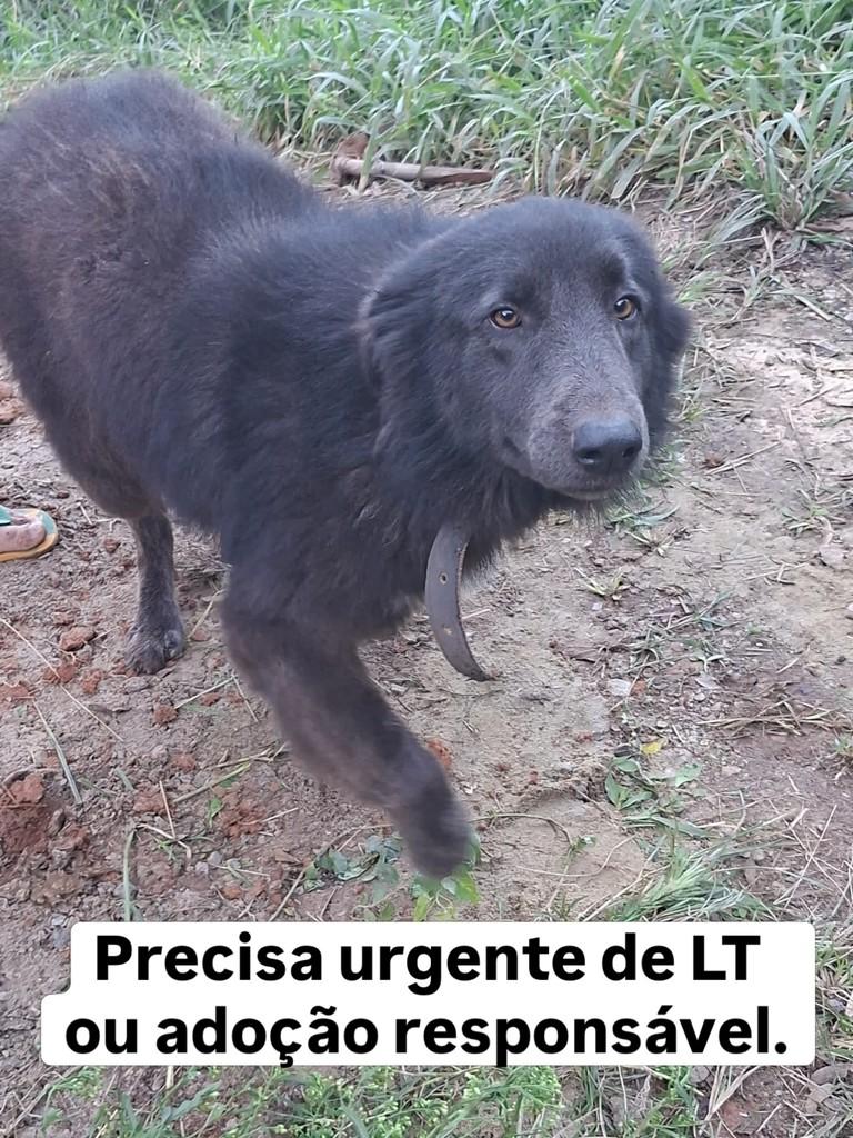 Mix de border collie, cachorro de porte médio para adoção em Palhoça - SC
