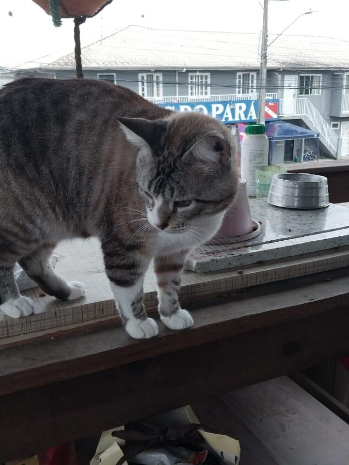 Mustafa, gato de porte médio para adoção em Palhoça - SC